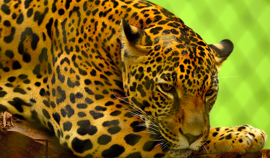¿Qué significa el hallazgo de un jaguar en Cundinamarca?
