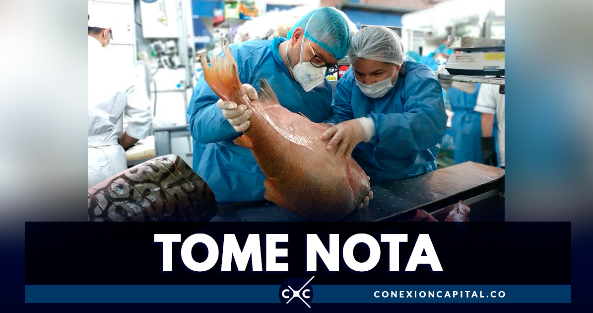 ¿Cómo identificar el pescado en mal estado?