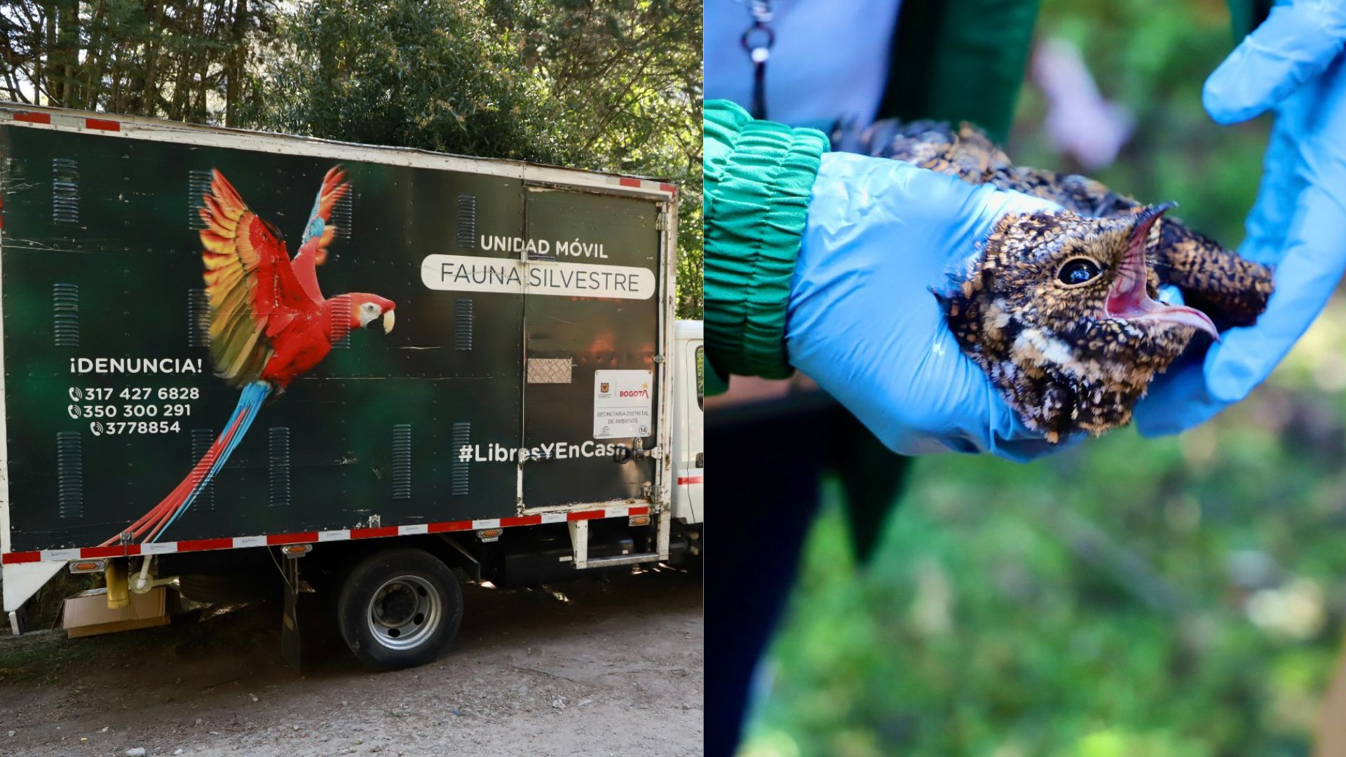 Hay esperanza: así atienden a los animales afectados por incendio en los Cerros