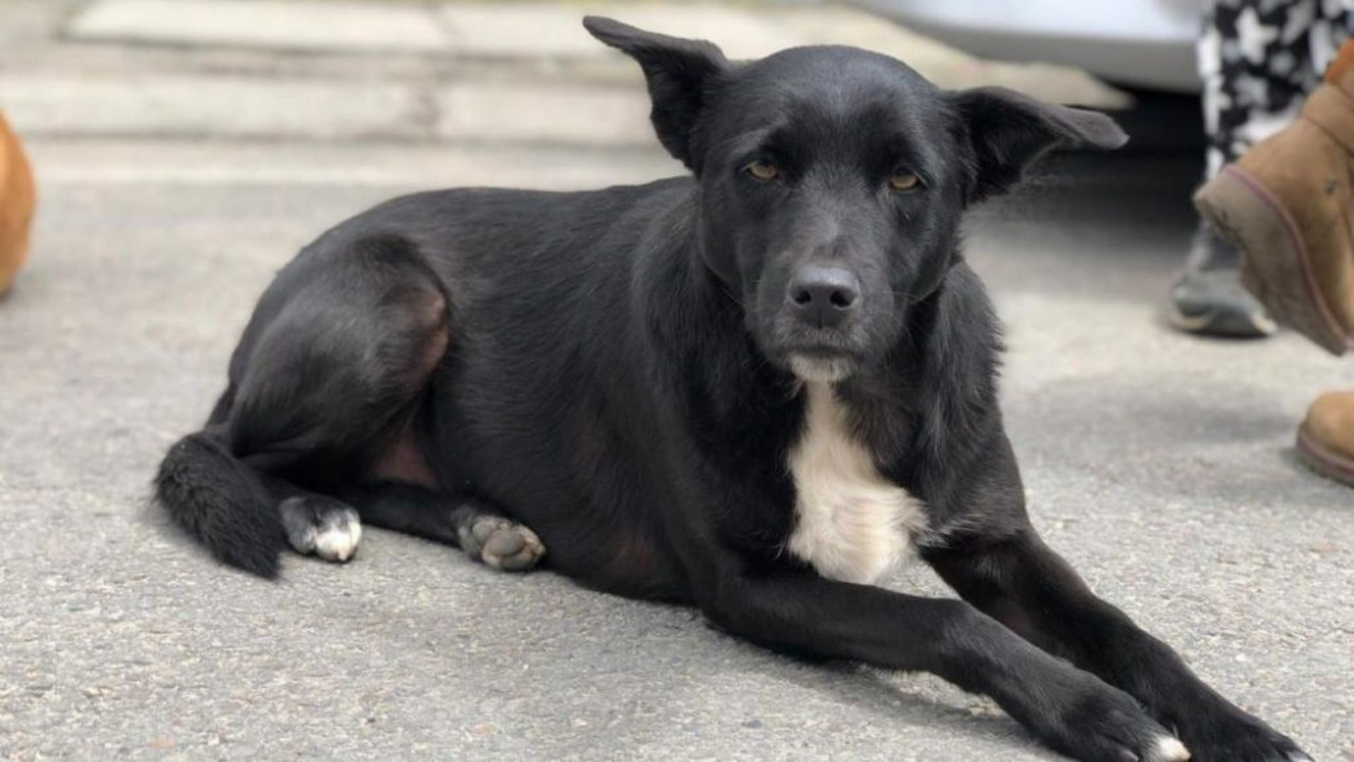 50 perros y gatos se quedarán sin hogar en Fontibón