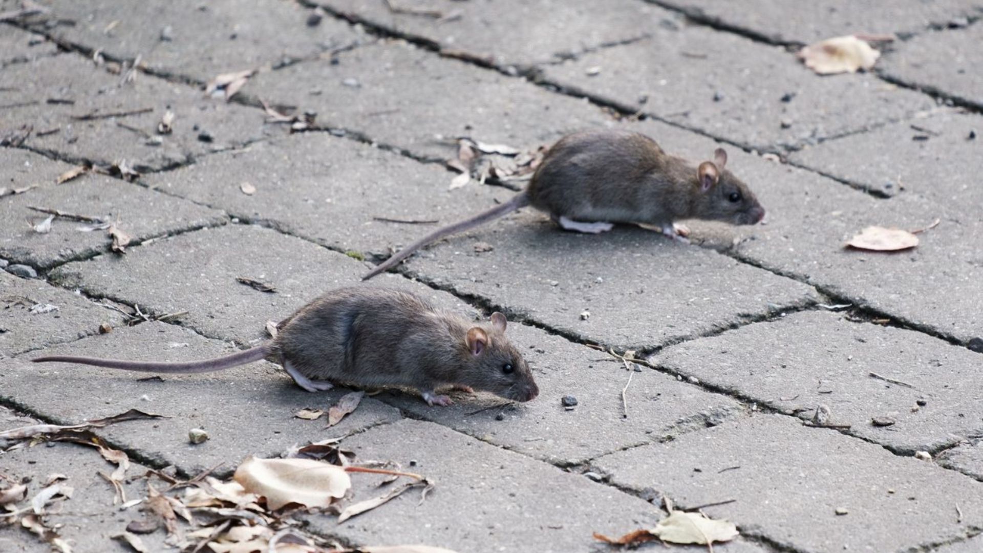 Preocupación entre comerciantes por el aumento de roedores en zonas del norte de Bogotá