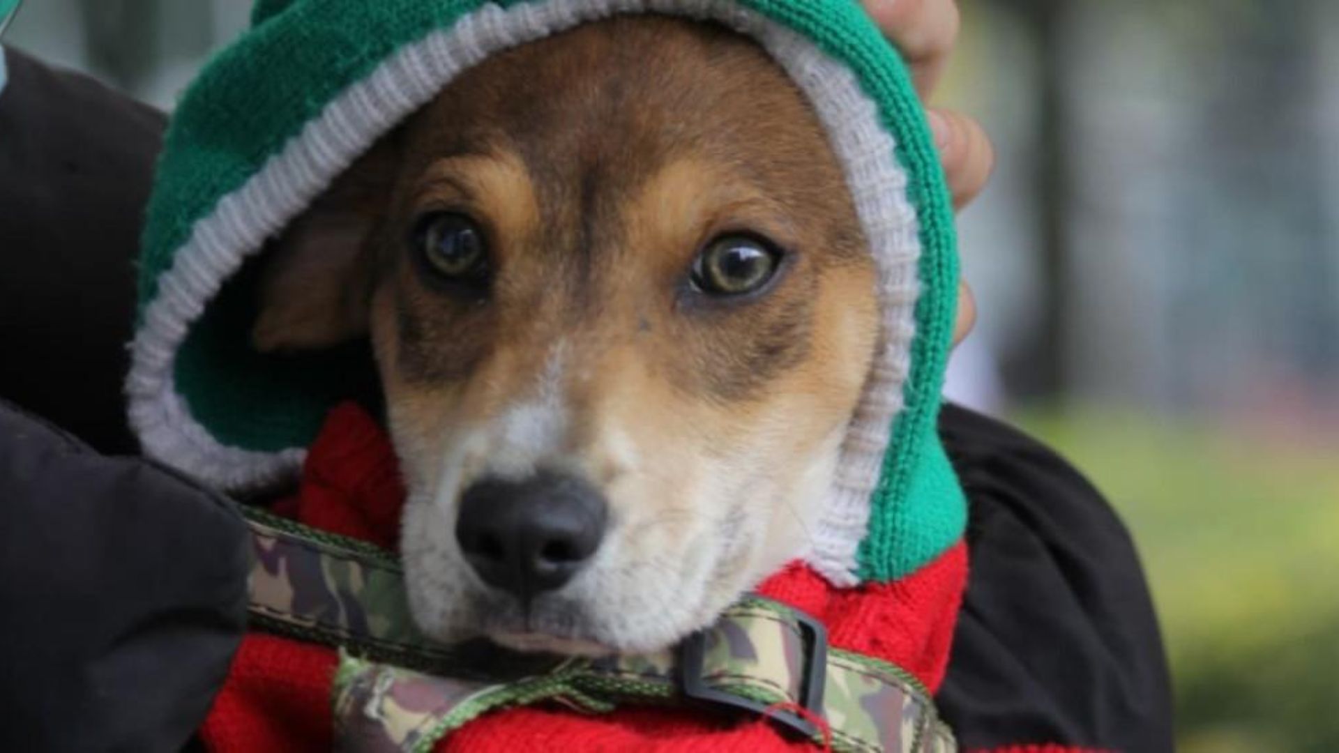 Habrá jornada de esterilización gratuita en Bogotá