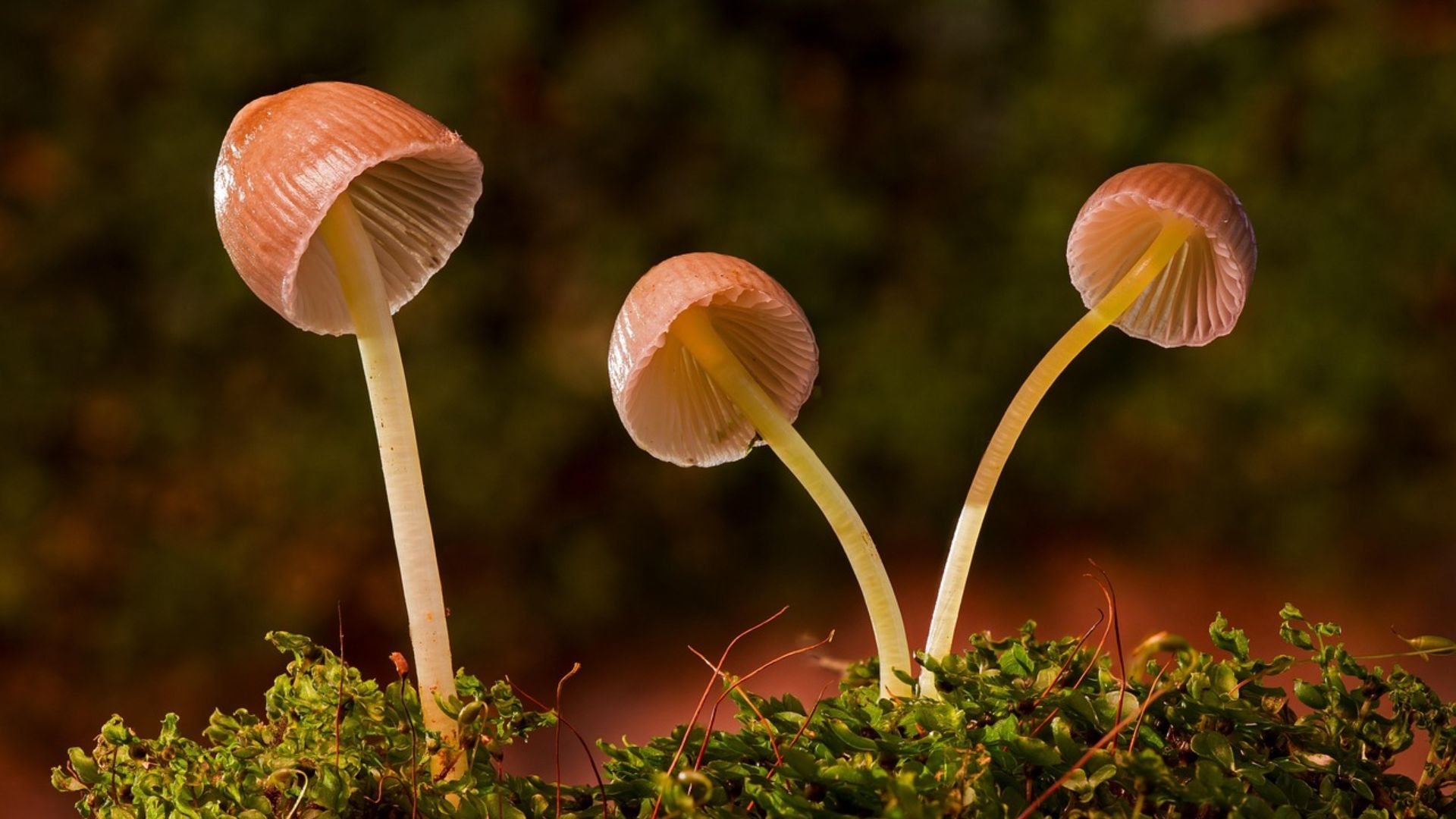 El panorama de Colombia ante el consumo de hongos psicodélicos y el llamado a su regulación