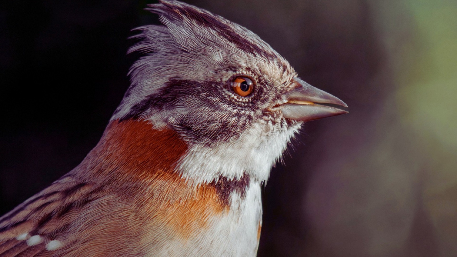 ¿Qué está pasando con los copetones en Bogotá?