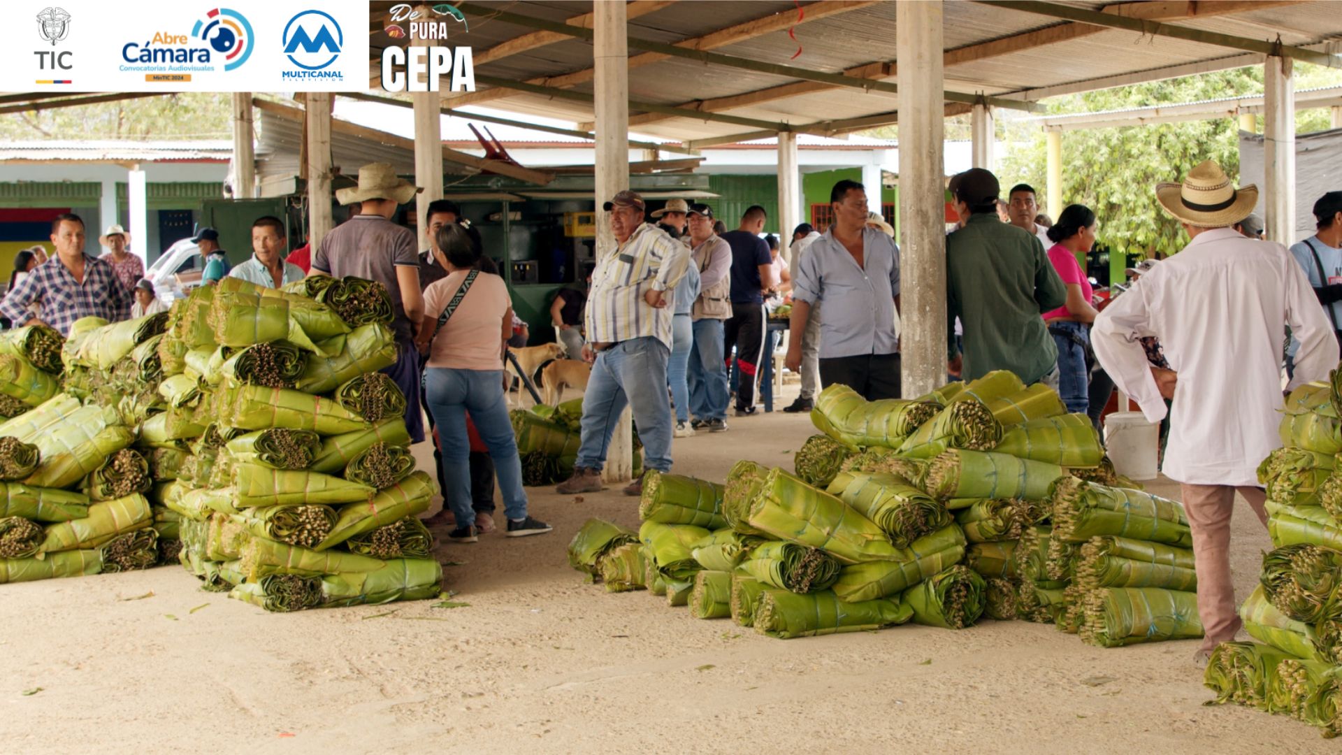 Este 1 de junio, conéctate con ‘De pura Cepa’: un homenaje al campesinado colombiano por Canal Capital