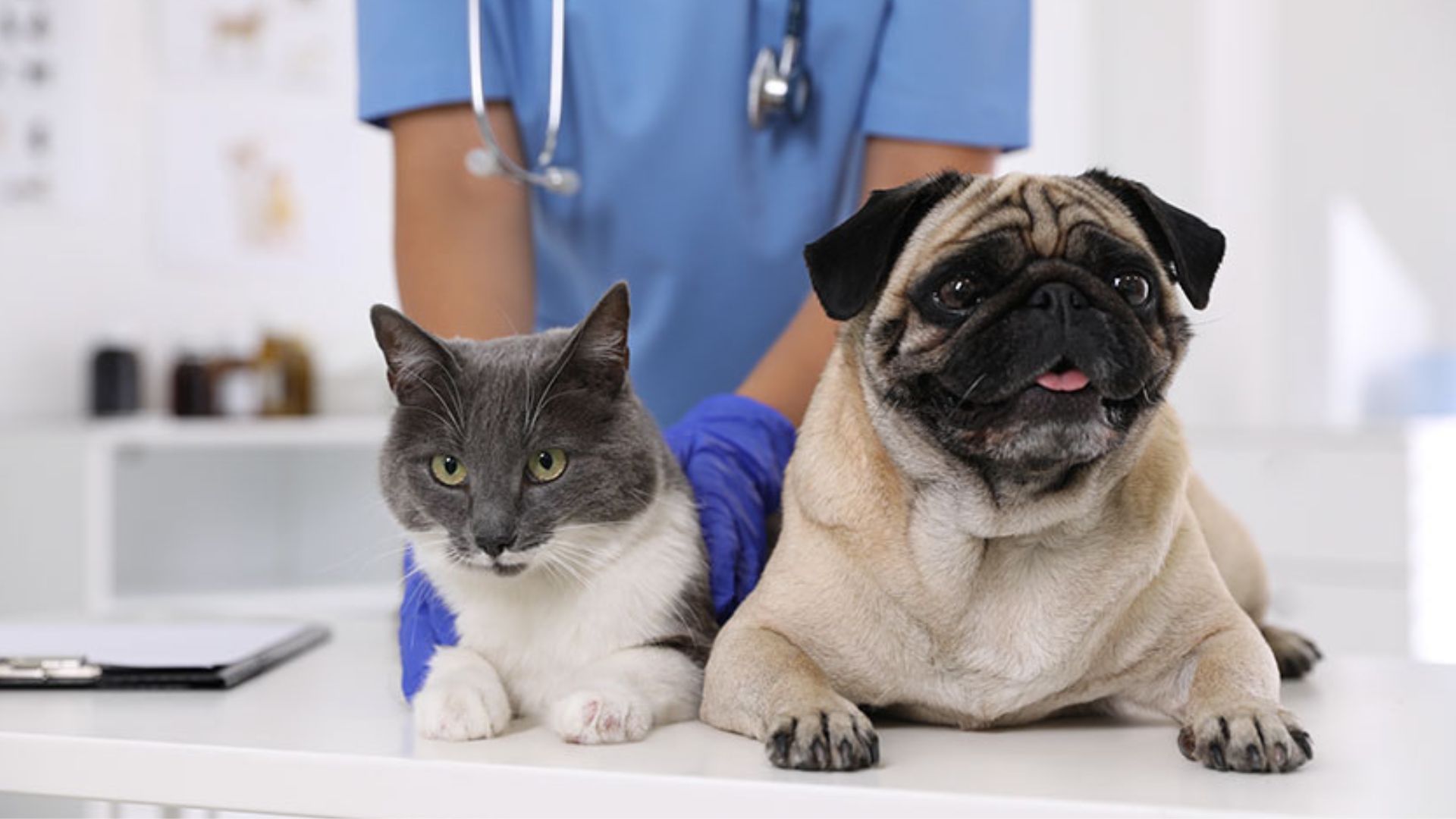 Jornada de esterilización para mascotas