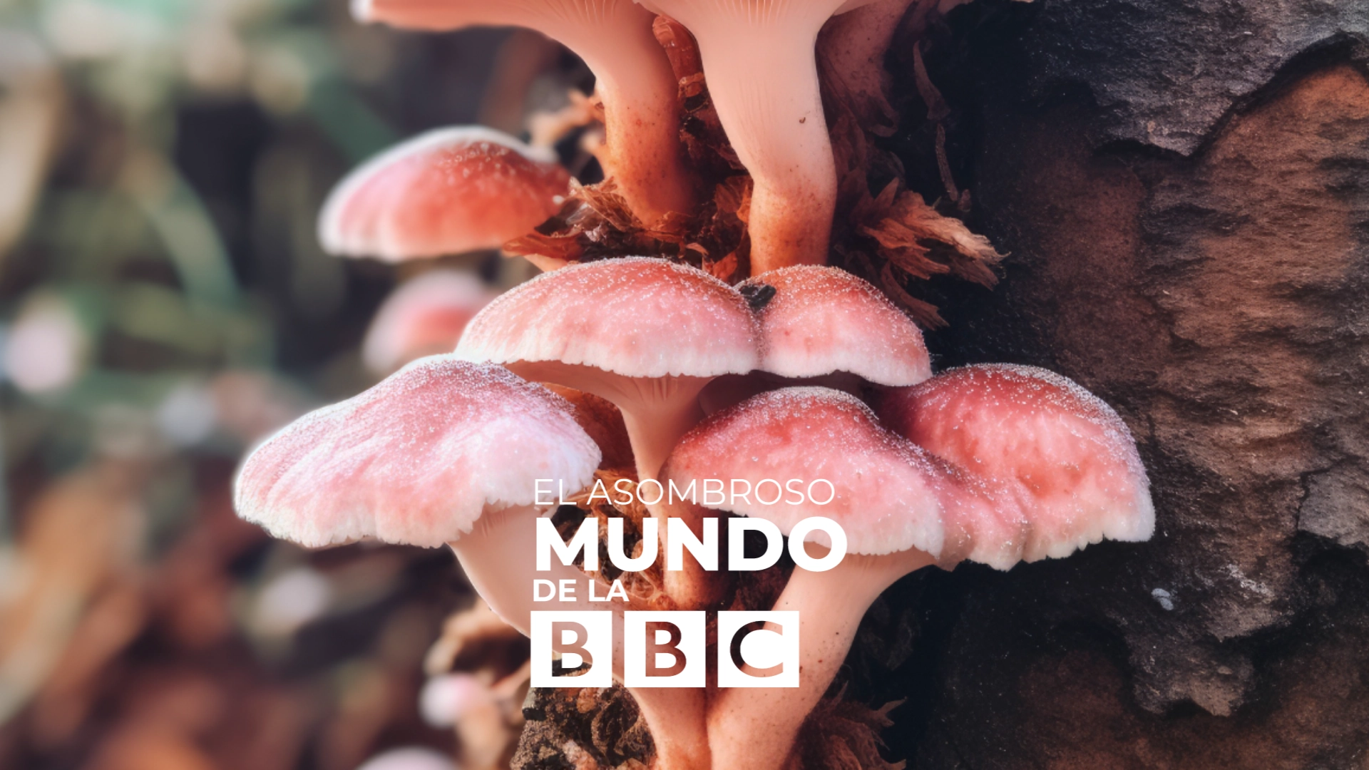 Banner destacado Documentales de la BBC