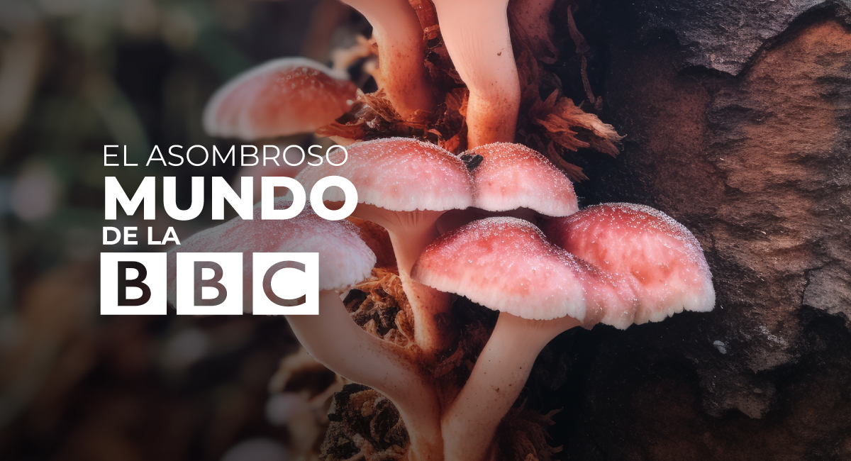 Banner de Documentales BBC