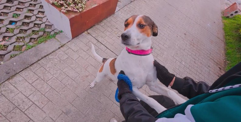 Bogotario: paseadores de perros