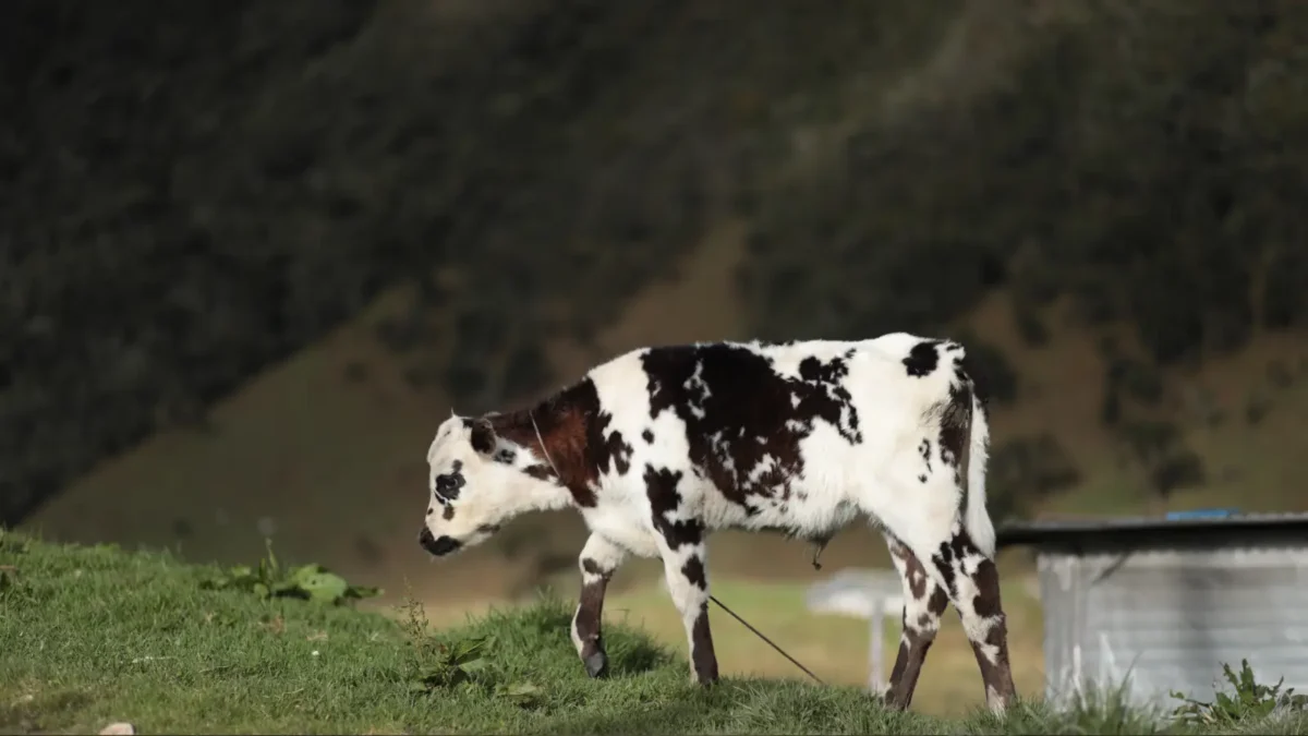 Foto de una vaca en la localidad de Sumapaz