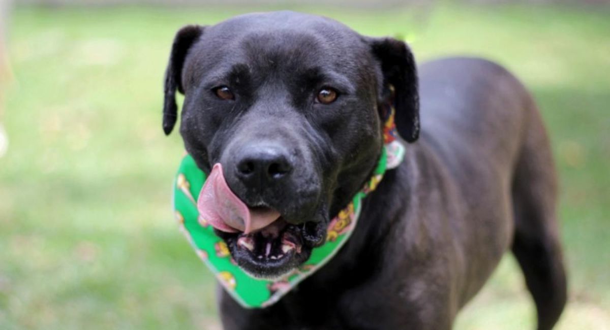 Proyecto de ley ‘Huellas vivas’ busca ampliar la cobertura del SOAT para atender animales atropellados