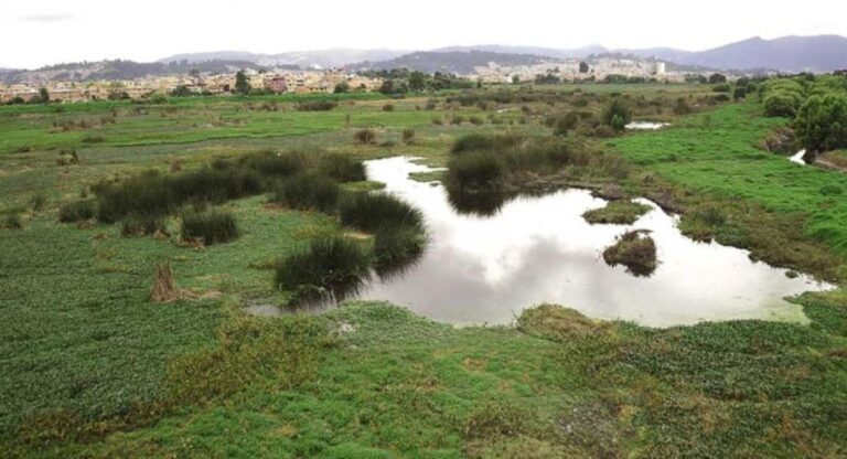 Súmese a los recorridos y actividades gratuitas en los humedales de Bogotá