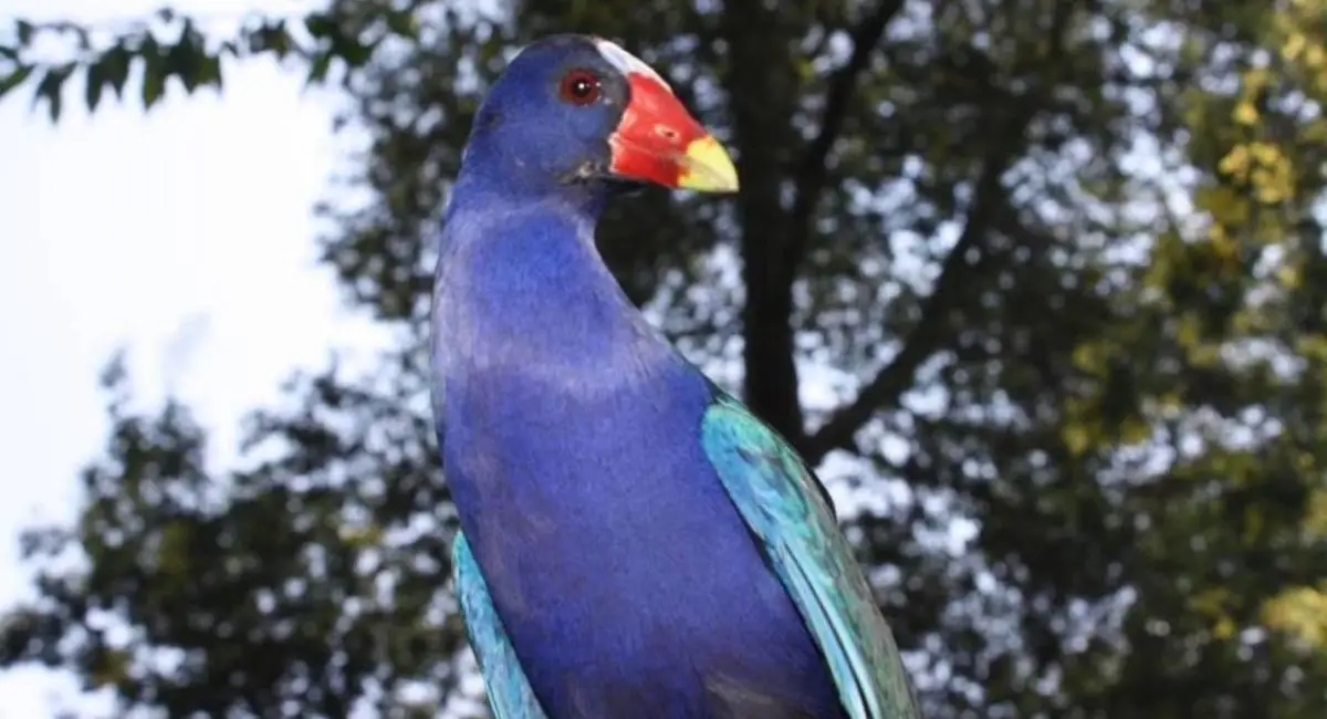 Tingua azul posada sobre un árbol.