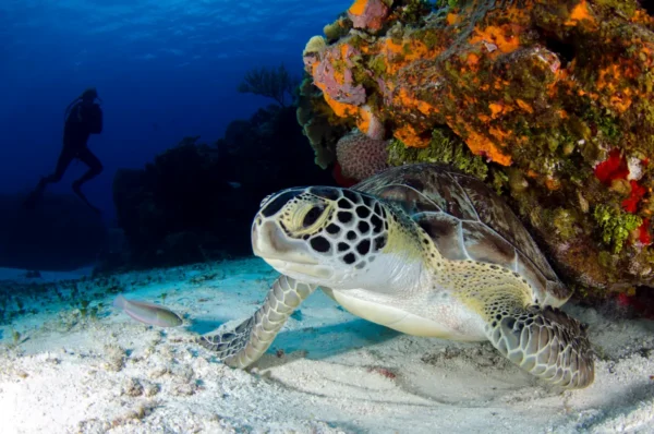 Día Mundial del Agua: documentales para reflexionar sobre la vida marina y la importancia de proteger los océanos