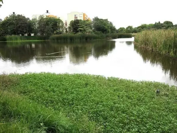 Un refugio para la biodiversidad en la ciudad: así es el humedal Santa María del Lago