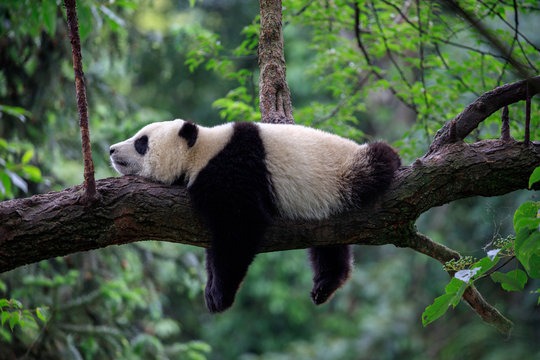 Panda Gigante