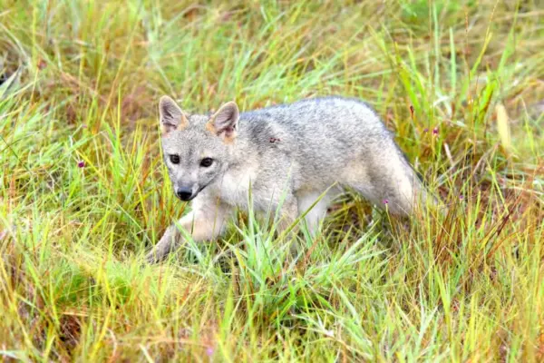 Cámaras trampa registran a un zorro perruno aullando en el humedal Torca-Guaymaral