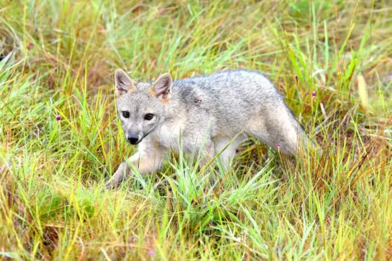 Cámaras trampa registran a un zorro perruno aullando en el humedal Torca-Guaymaral