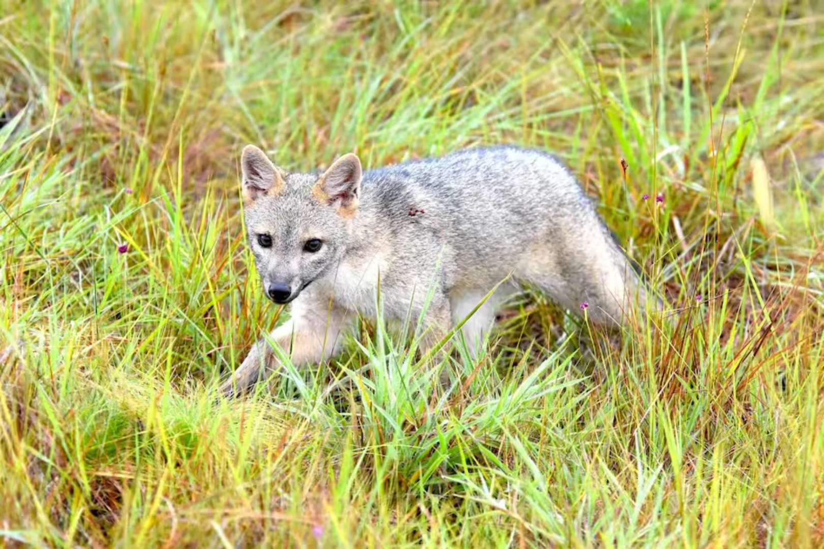 Cámaras trampa registran a un zorro perruno aullando en el humedal Torca-Guaymaral