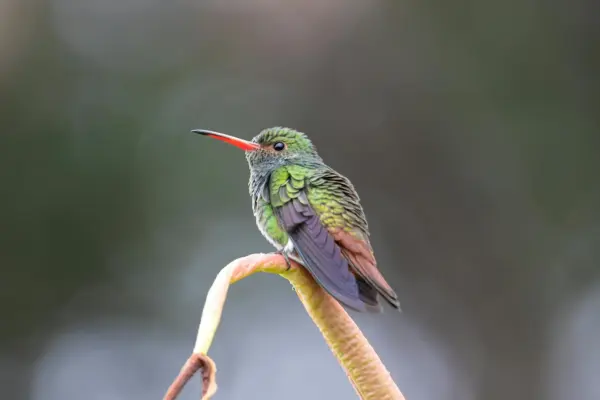 Colombia volvió a liderar el Global Big Day 2026 y ratificó su lugar como potencia mundial en avistamiento de aves