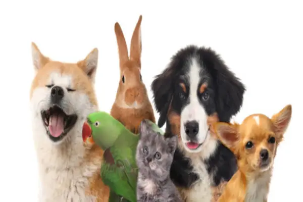 Seguros para animales de compañía ganan fuerza entre familias colombianas