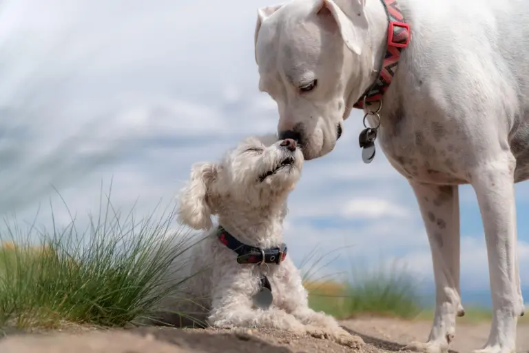 Ola de calor en Bogotá: claves para proteger a los animales de compañía durante el fenómeno de El Niño
