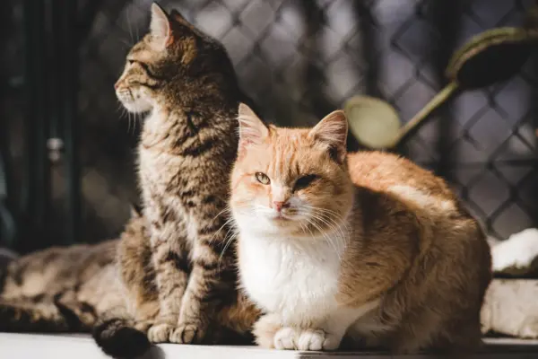 ¿Cómo viajar de forma segura con animales de compañía?
