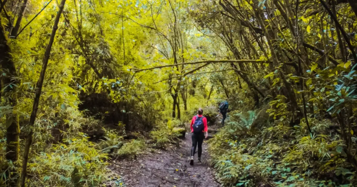 Personas ascienden en un sendero de un cerro oriental en Bogotá