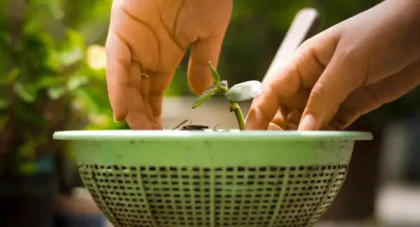 Bogotá se une al Fondo de Juventud y Acción Climática que financiará proyectos ambientales liderados por jóvenes