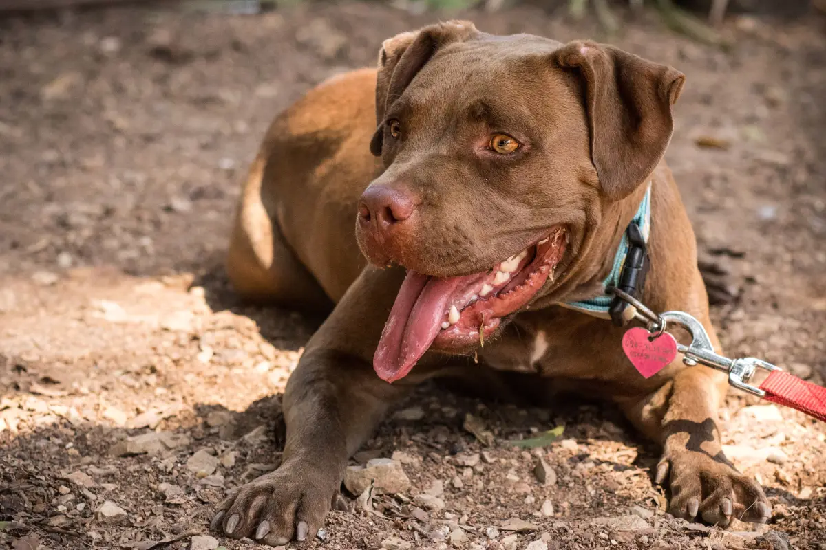 Un perro sonríe y saca la lengua
