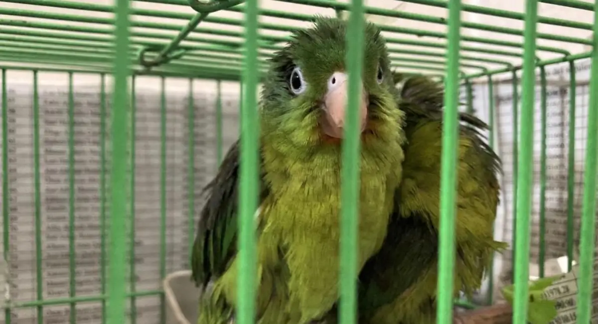 Loro en cautiverio