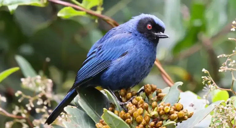 Aguas de Bogotá y el Acueducto presentaron el Banco de Cantos de Aves de Bogotá