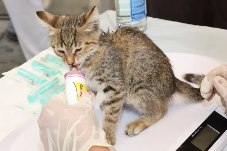 Bogotá envía más de 36 toneladas de ayudas para animales afectados por el sismo