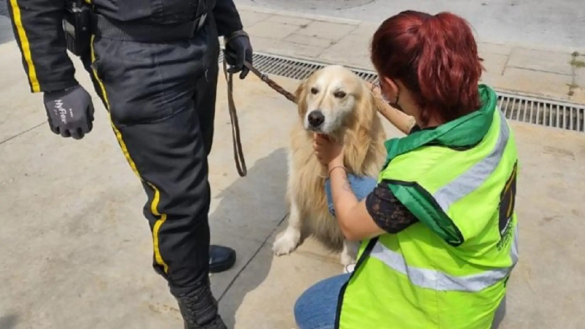 Ley Lorenzo: luz verde para la regulación del uso de perros en seguridad privada y garantizar su bienestar