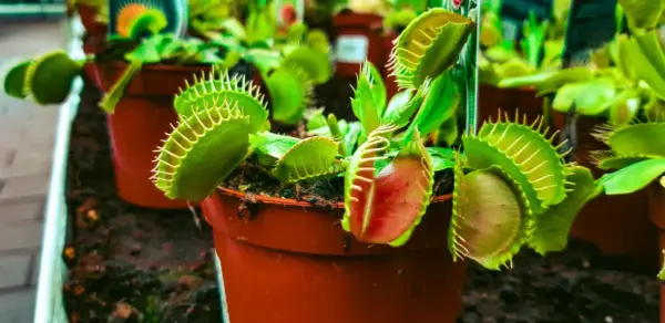 Un plan para dejarse atrapar: actividades y experiencias de la VII Exposición de Plantas Carnívoras del Jardín Botánico