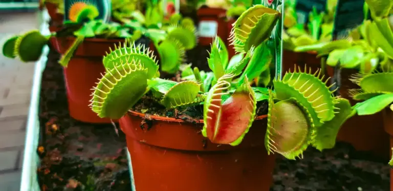 Un plan para dejarse atrapar: actividades y experiencias de la VII Exposición de Plantas Carnívoras del Jardín Botánico