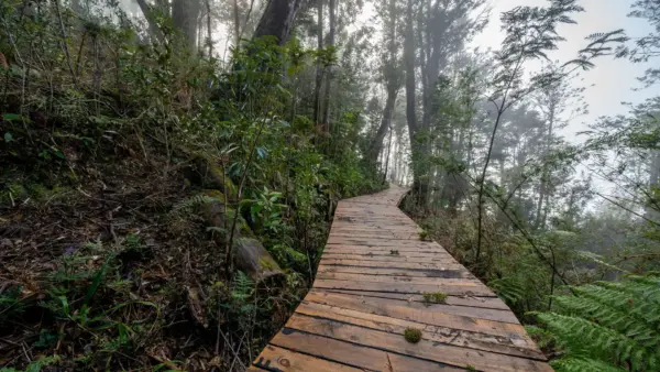 Caminatas ecológicas en Bogotá: dónde hacerlas, cómo inscribirse y qué llevar