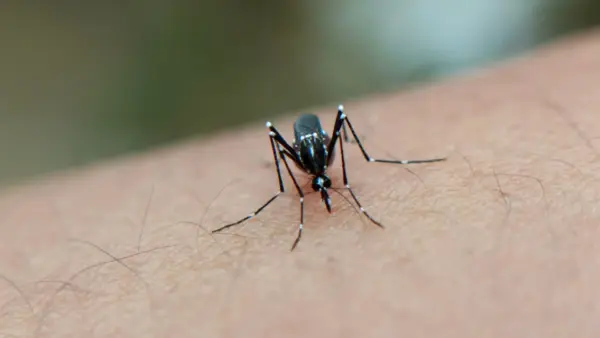 Colombia supera los 88.000 casos de dengue: conozca los síntomas y cómo prevenirlo