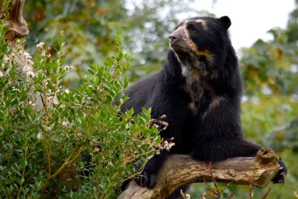 Cámara escondida captó un oso de anteojos en Manta, Cundinamarca